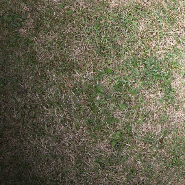 grass 02 CG टेक्स्चर्स .c4d .max .obj .3ds .fbx .stl .blend 