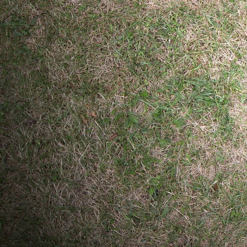 grass 02 CG Textures .c4d .max .obj .3ds .fbx .stl .blend 