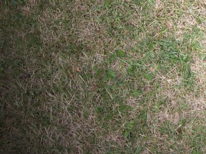 grass 02 Texturas CG