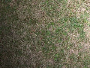 трава 02 CG Текстури