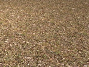 ground 01 CG Текстури