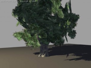 oak tree 3D 模型