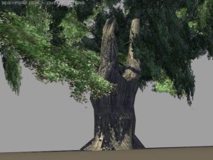 oak tree 3D 模型