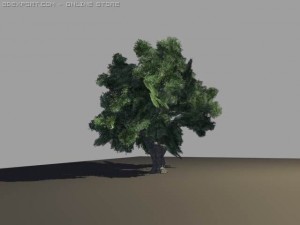 oak tree 3D 模型