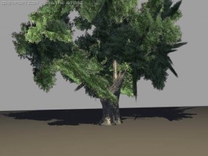 oak tree 3D 模型
