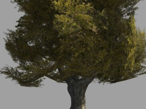 oak tree 2 3D Model