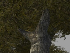 oak tree 2 3D Model