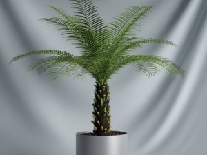 cgaxis collection vol 1 plants 3D Model