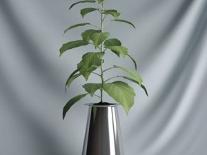 cgaxis collection vol 1 plants 3D Model
