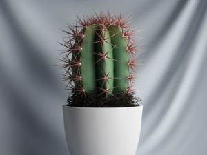 cgaxis collection vol 1 plants 3D Model