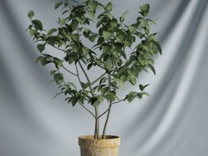 cgaxis collection vol 1 plants 3D Model