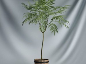 cgaxis collection vol 1 plants 3D Model
