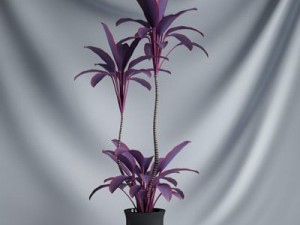 cgaxis collection vol 1 plants 3D Model