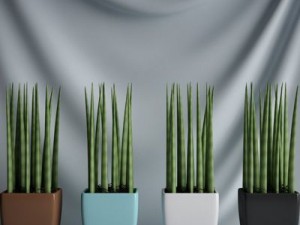 cgaxis collection vol 1 plants 3D Model