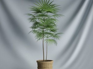 cgaxis collection vol 1 plants 3D Model