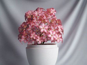 cgaxis collection vol 1 plants 3D Model