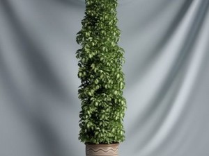 cgaxis collection vol 1 plants 3D Model