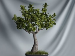 cgaxis collection vol 1 plants 3D Model