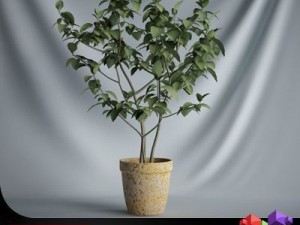 cgaxis plant 08 Modello 3D