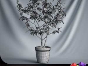 cgaxis plant 08 3D-Modell