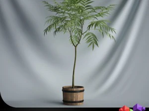 cgaxis plant 19 3D Model