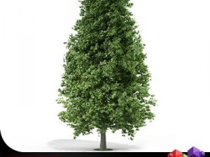 tree horse chestnut cgaxis 01 3D Model