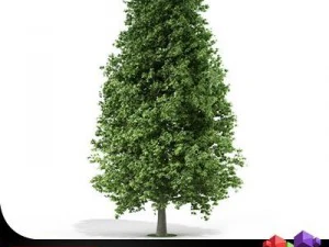 albero ippocastano cgaxis 01 Modello 3D