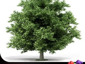 tree horse chestnut cgaxis 02 3D Model