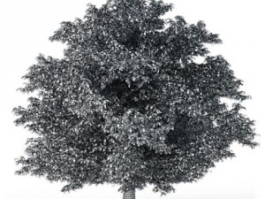 tree horse chestnut cgaxis 02 3D Модель