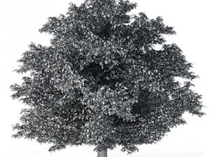 tree horse chestnut cgaxis 02 3D Model