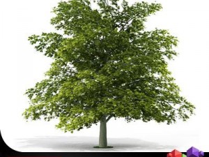 tree norway maple cgaxis 03 3D Model