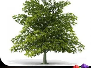 albero di acero norvegese cgaxis 03 Modello 3D