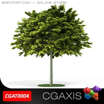 tree norway maple cgaxis 04 Modelo 3D .c4d .max .obj .3ds .fbx .stl .blend 