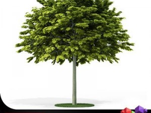 tree norway maple cgaxis 04 3D Model