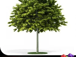 albero di acero norvegese cgaxis 04 Modello 3D