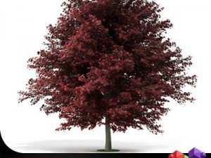 tree red maple cgaxis 05 Modelo 3D