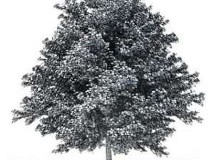 tree red maple cgaxis 05 3D Model