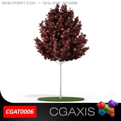 tree red maple cgaxis 06 3D Model .c4d .max .obj .3ds .fbx .stl .blend 