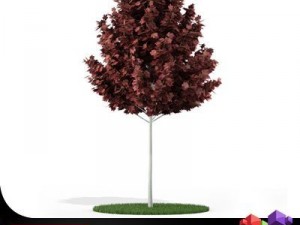 tree red maple cgaxis 06 3D Model