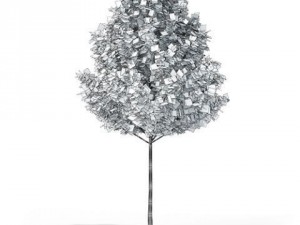 tree red maple cgaxis 06 3D Model