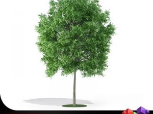 tree deciduous cgaxis 07 3D Model