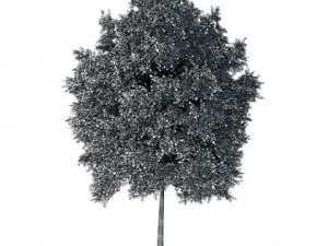 tree deciduous cgaxis 07 3D मॉडल