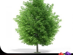 maple tree cgaxis 08 3D Model
