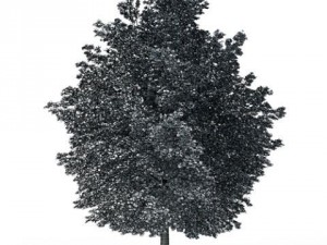 maple tree cgaxis 08 3D Model