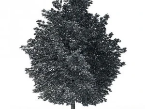 maple tree cgaxis 08 3D Model