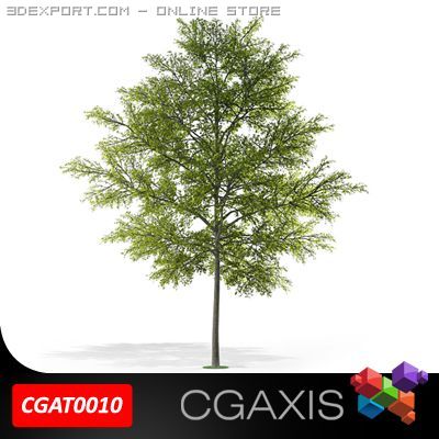 tree cgaxis 10 3D मॉडल .c4d .max .obj .3ds .fbx .stl .blend 