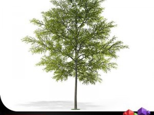 tree cgaxis 10 3D Model