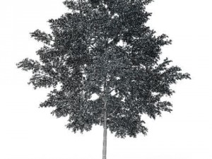 tree cgaxis 10 3D मॉडल