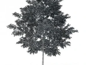 tree cgaxis 10 3D Model
