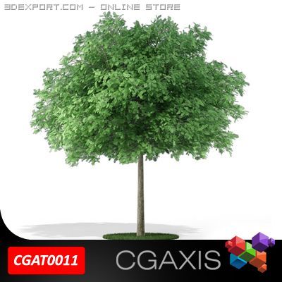tree black locust cgaxis 11 Modello 3D .c4d .max .obj .3ds .fbx .stl .blend 